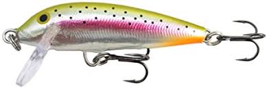Silver Rainbow Trout