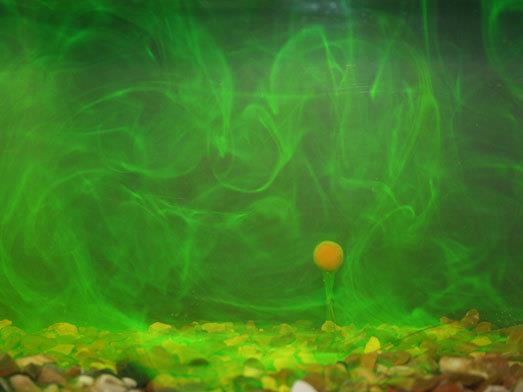 Korda Kiana Carp GOO Chocolate Candy Power Smoke