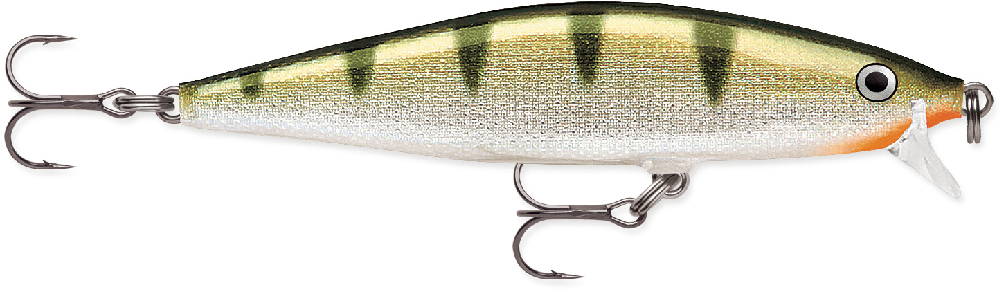 Yellow Perch