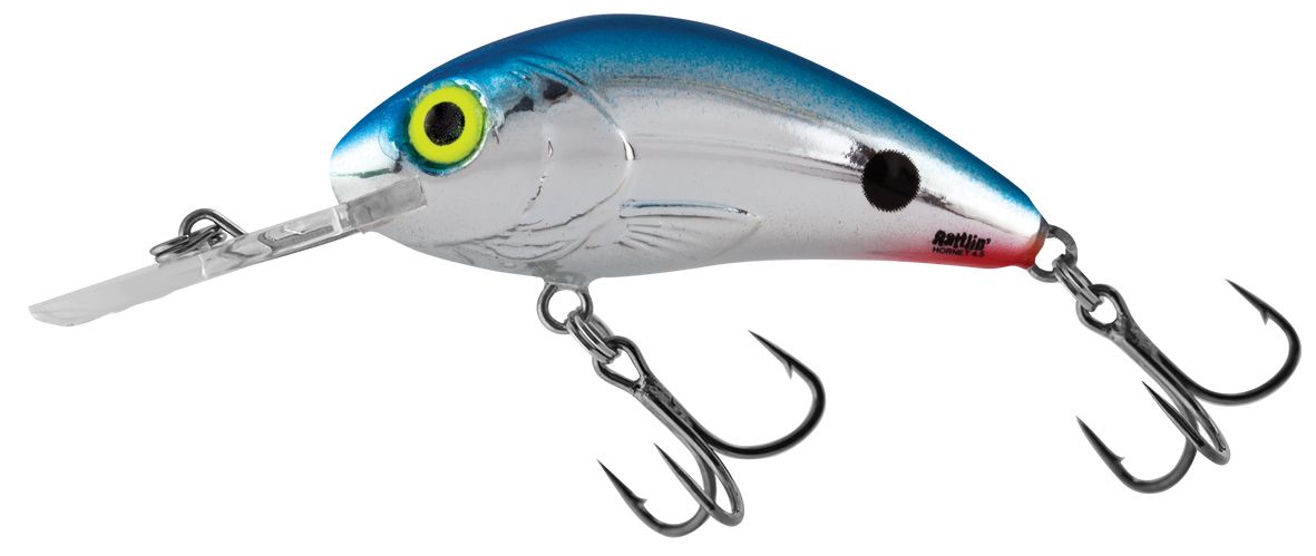 Red Tail Shiner